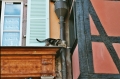 2003 Colmar Chat